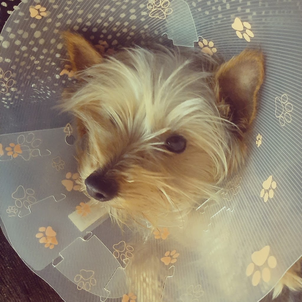 Dixie Eglinton Animal Clinic | 6-5120 Dixie Rd, Mississauga, ON L4W 4J7, Canada | Phone: (905) 282-0002