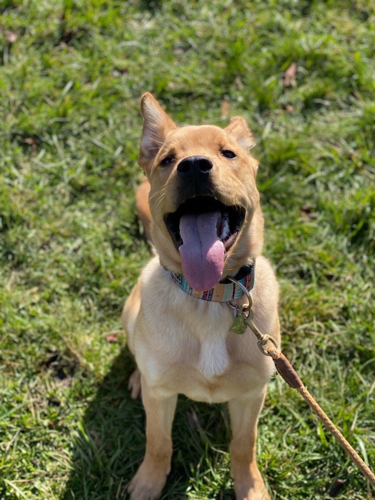 The Focused K9 Ltd. | 1949 Raptor Pl, Cowichan Bay, BC V0R 1N1, Canada | Phone: (250) 818-9421