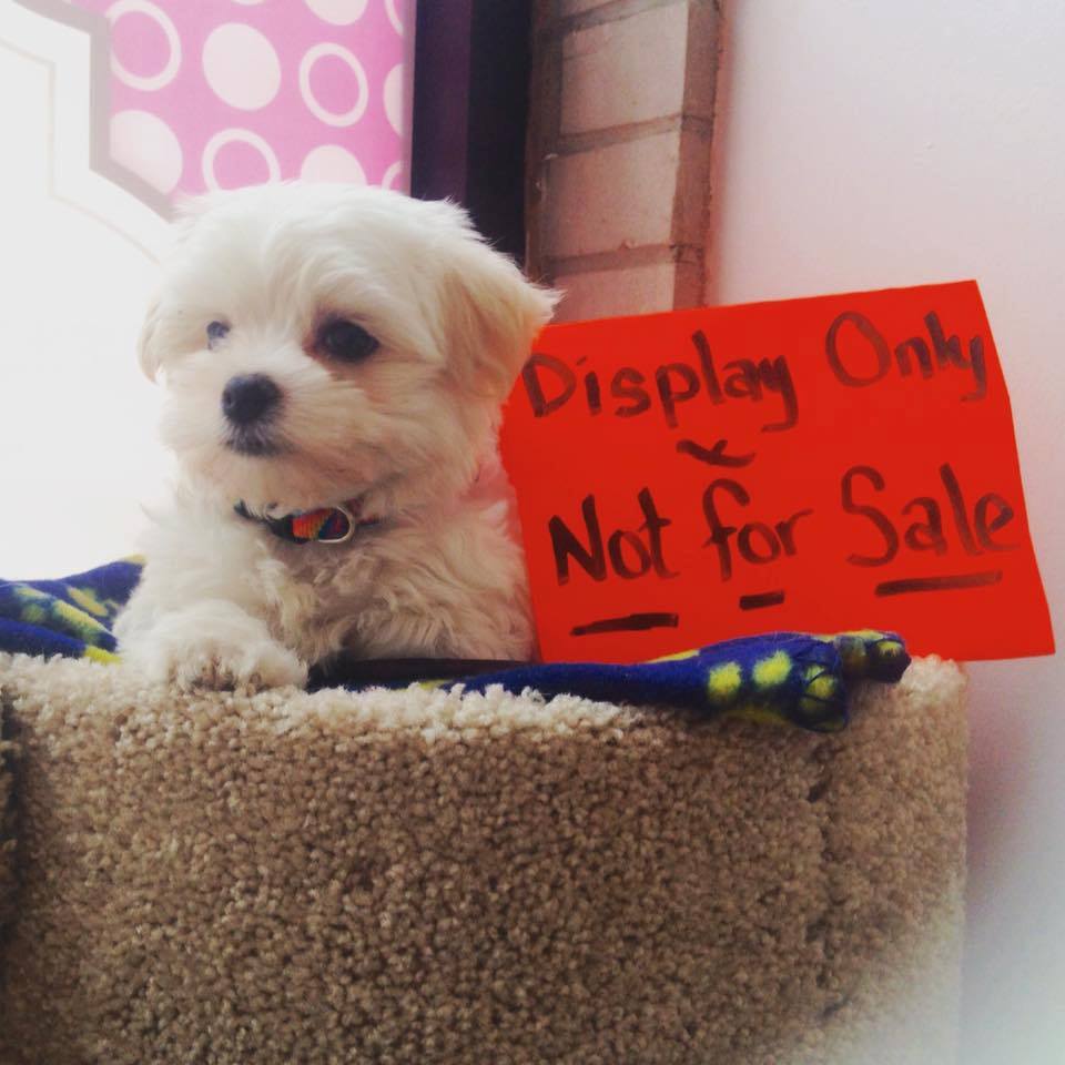 Quirks Pets | 1223 Broadview Ave, East York, ON M4K 2T2, Canada | Phone: (647) 340-0717