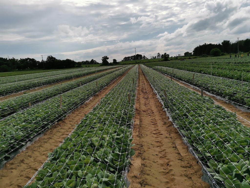Dutch Mill Gardens Inc | 276 Woodhill Rd, Lynden, ON L0R 1T0, Canada | Phone: (519) 647-0328