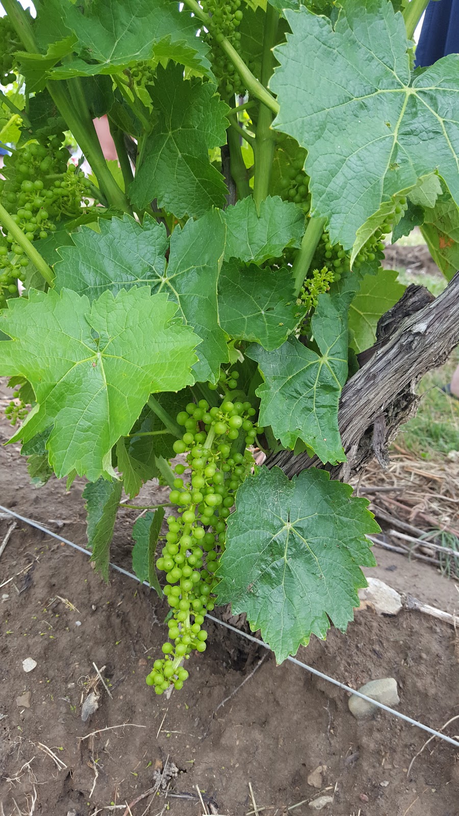 Georgian Hills Vineyards | 496350 Grey County Rd 2, Clarksburg, ON N0H 1J0, Canada | Phone: (519) 599-2255