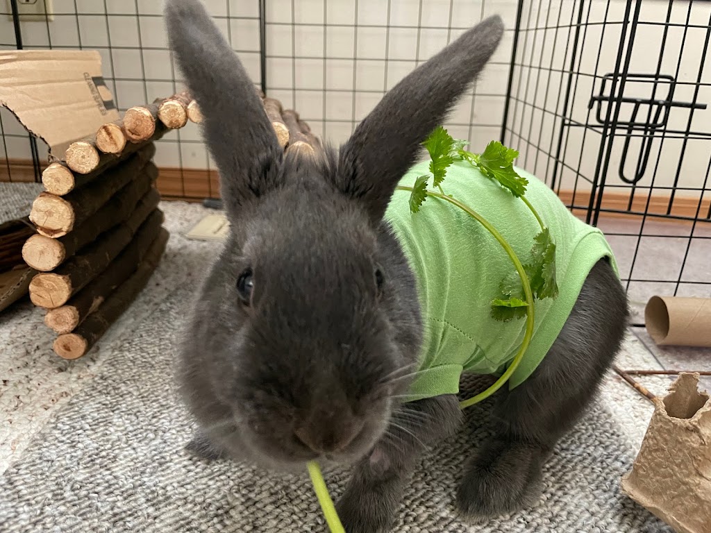 Sanctuary Veterinary Hospital | #236, 241 Sage Valley Common, Northwest, Calgary, AB T3R 1T8, Canada | Phone: (403) 295-0305