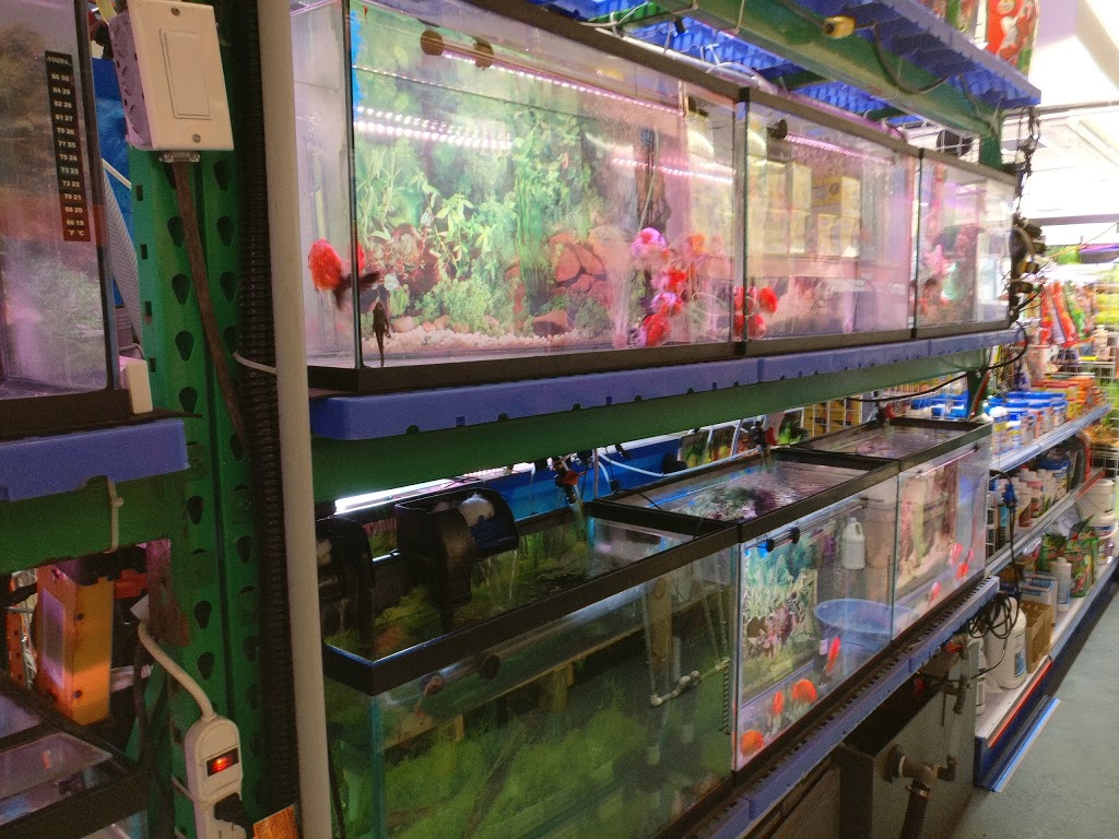 Proaquatic - Aquarium Shop - Specializing in Goldfish and Japane | 585 Middlefield Rd #12a, Scarborough, ON M1V 4Y5, Canada | Phone: (647) 728-1296