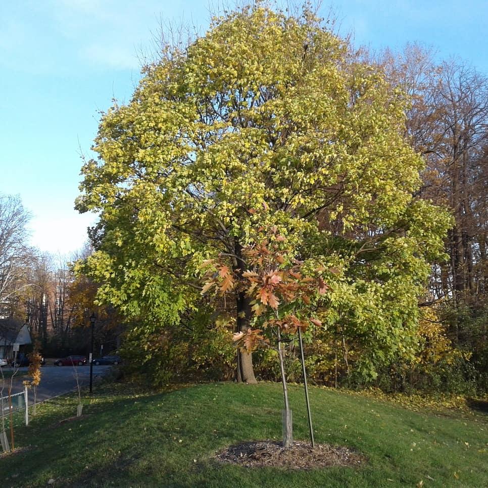 Heroes Park | Boulevard Beaconsfield, Beaconsfield, QC H9W 3V1, Canada | Phone: (514) 872-0311