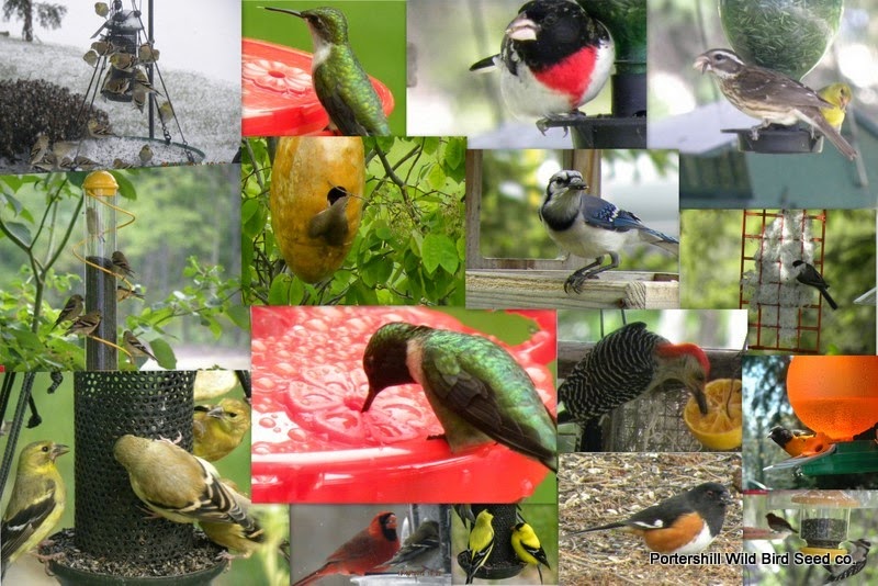 Porters Hill Wild Bird Seed co. | 34477 Mill Rd, Bayfield, ON N0M 1G0, Canada | Phone: (519) 565-5959