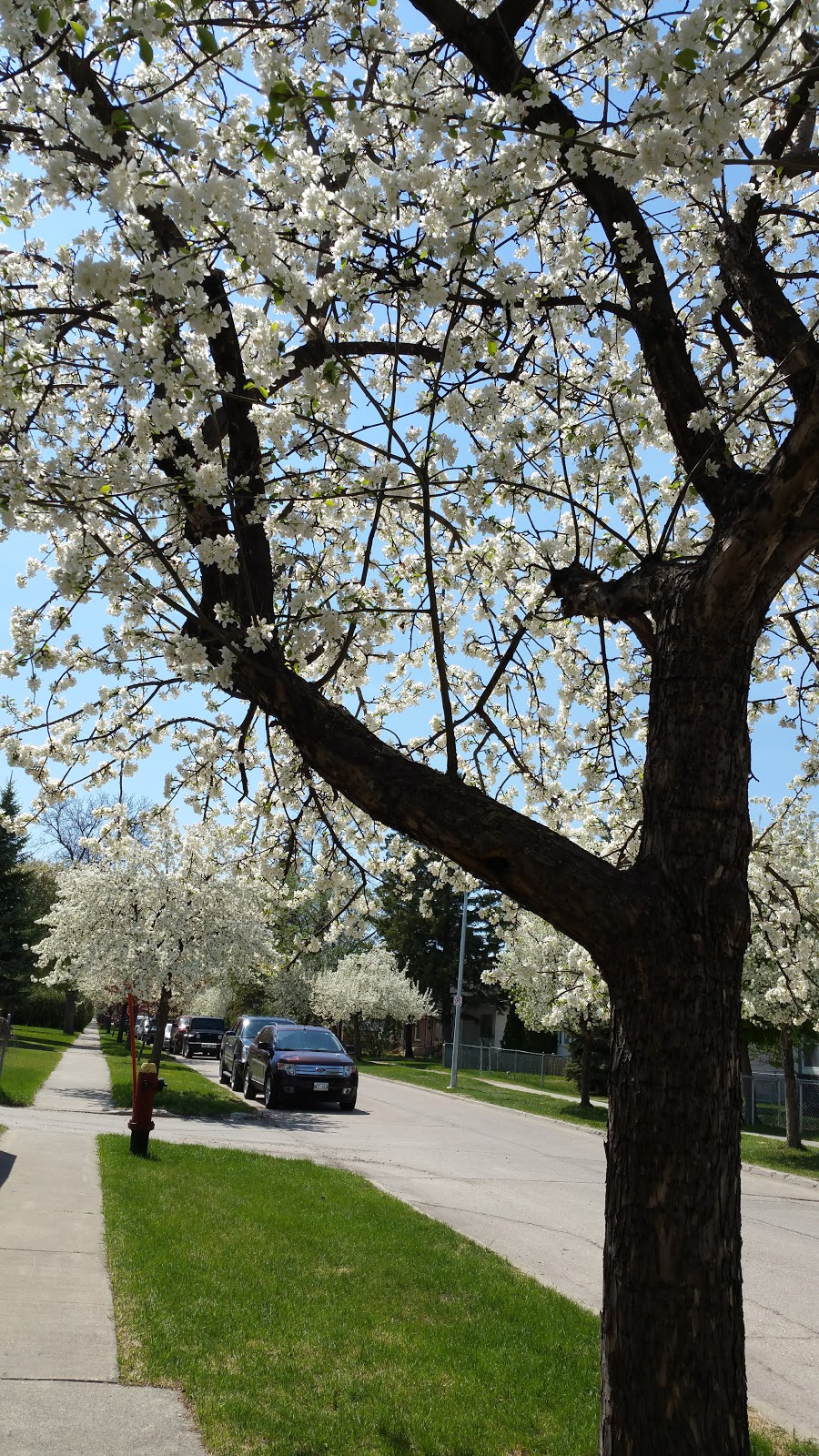 Morier Park | 2 Egerton Rd, Winnipeg, MB R2M 2V4, Canada