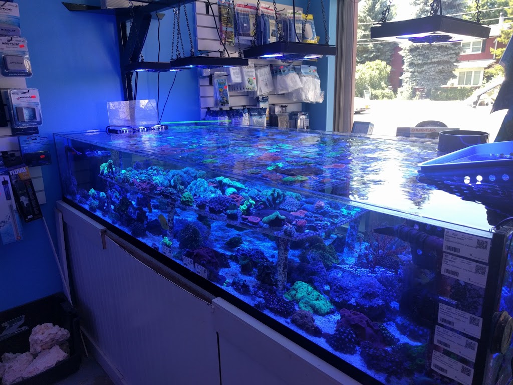 Coral Sea Aquatics | 5421 S Abbott Rd, Orchard Park, NY 14127, USA | Phone: (716) 202-1165