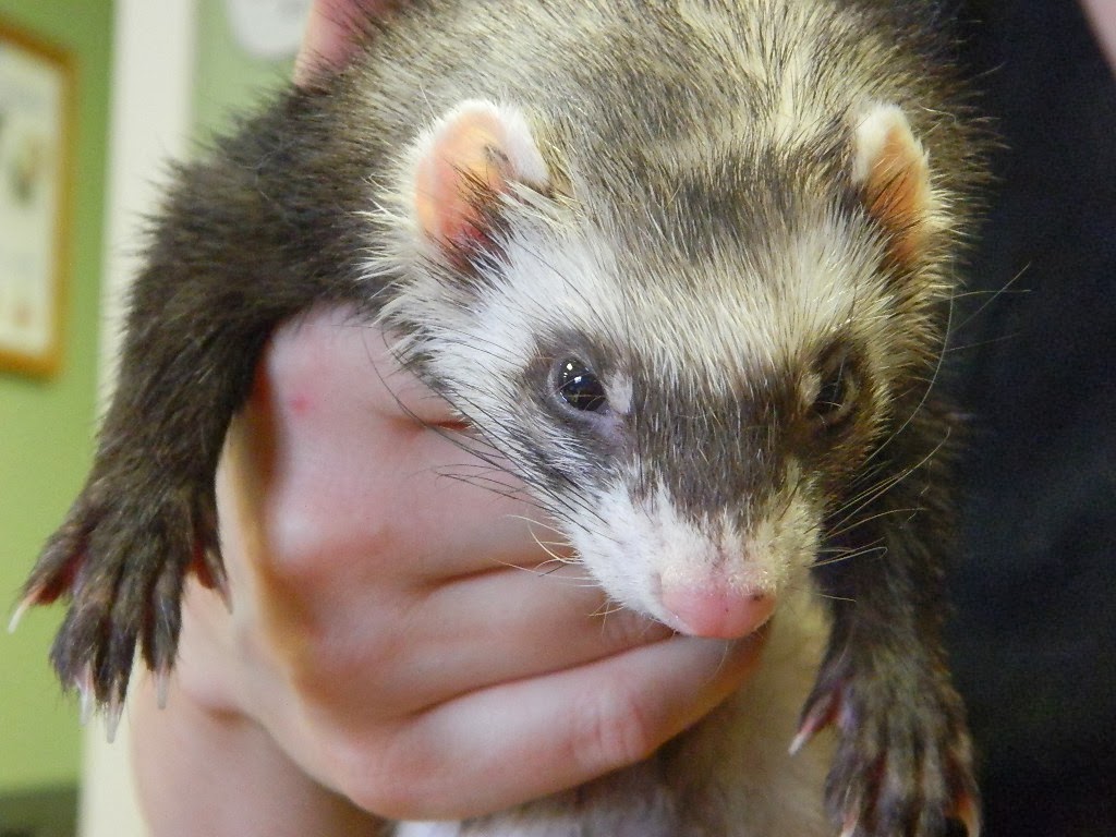 Animal Hospital Of High Park | 3194 Dundas St W, Toronto, ON M6P 2A3, Canada | Phone: (416) 763-4200