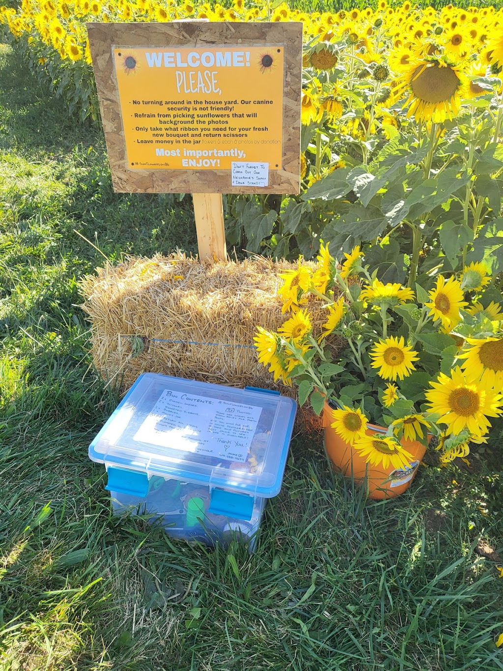 Sunflowers on 86 | 8670 Perth County Line 86, Listowel, ON N4W 3G8, Canada | Phone: (519) 588-4674