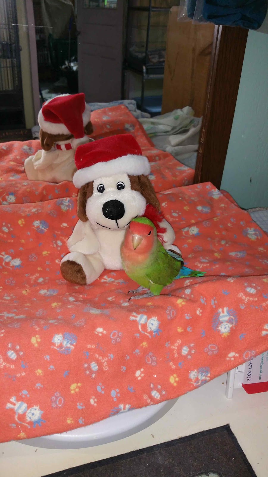 Sudbury BIRD House | 166 St Joseph St, Sudbury, ON P3B 2R1, Canada | Phone: (705) 677-8932