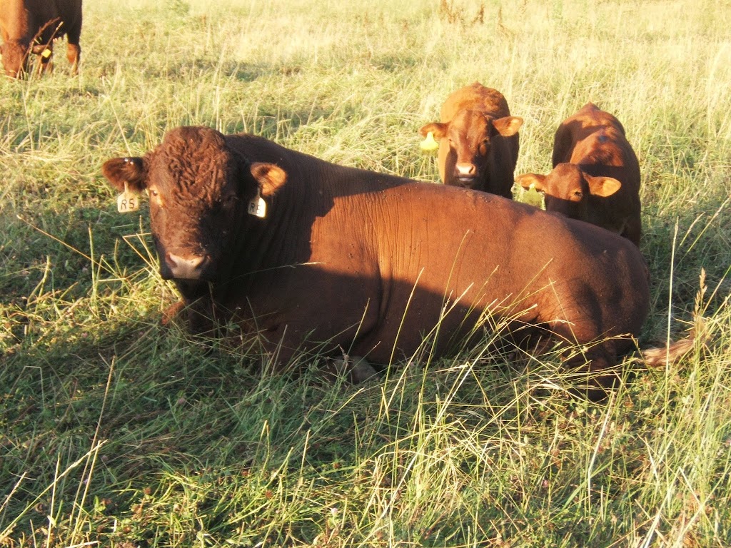 Old River Farm | 21654 Simpson Rd, Glencoe, ON N0L 1M0, Canada | Phone: (519) 318-1074