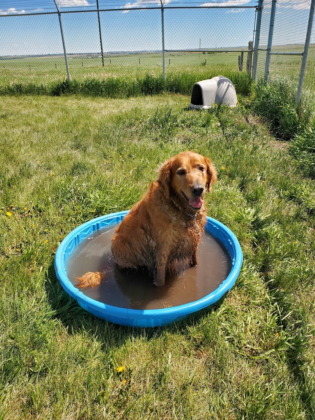Paws and Claws Boarding Ltd. | 275072 Symons Valley Rd NW, Madden, AB T4B 2A3, Canada | Phone: (587) 436-7297