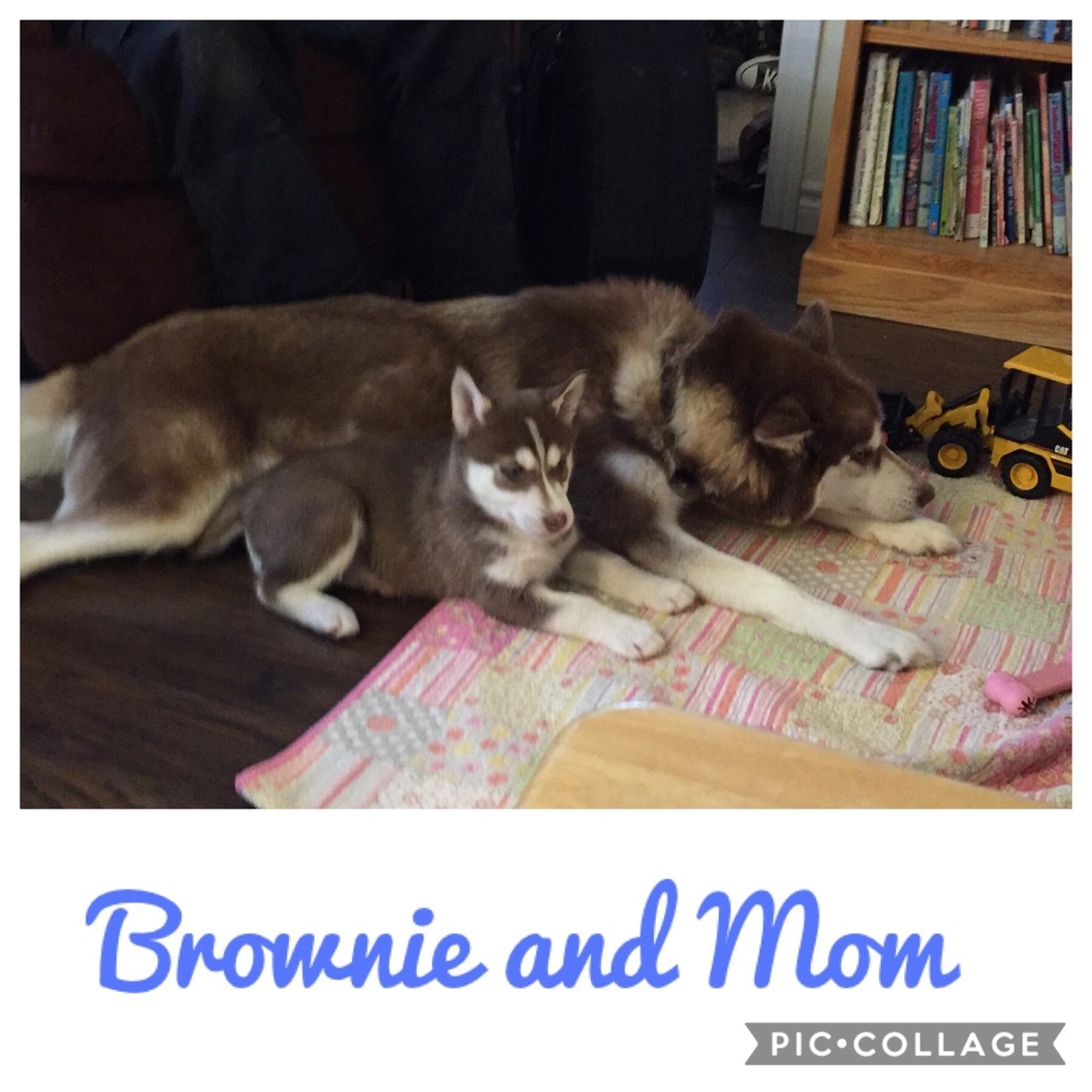 Snowsong Siberians and Cockapoos | 43 Albert St, Clinton, ON N0M 1L0, Canada | Phone: (519) 441-8183