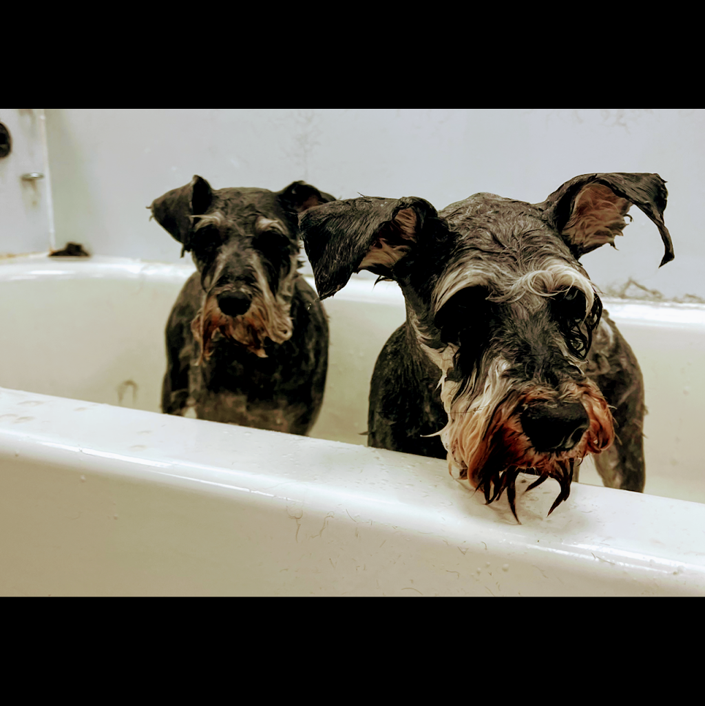 UR FUREVER GROOM | 130 Queen St E Unit #5, Brampton, ON L6V 1B1, Canada | Phone: (289) 544-6804