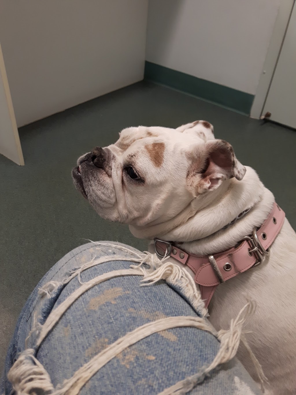 Galt Animal Hospital | 156 Hespeler Rd, Cambridge, ON N1R 6V7, Canada | Phone: (519) 621-1980