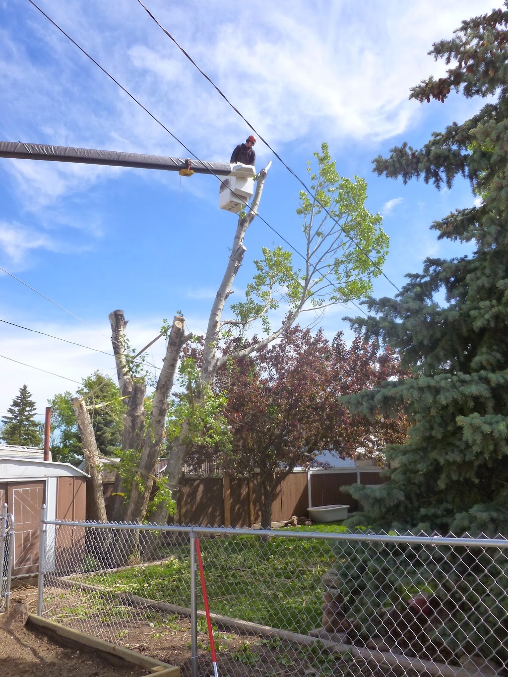 Precise Pruning Ltd | 30 East Lake Hill NE, Airdrie, AB T4A 2K2, Canada | Phone: (403) 948-6174
