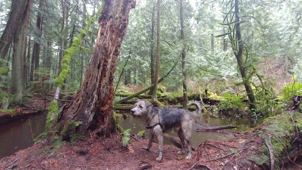 Lake Padden Dog Park | 4882 S Samish Way, Bellingham, WA 98226, USA | Phone: (360) 738-7400