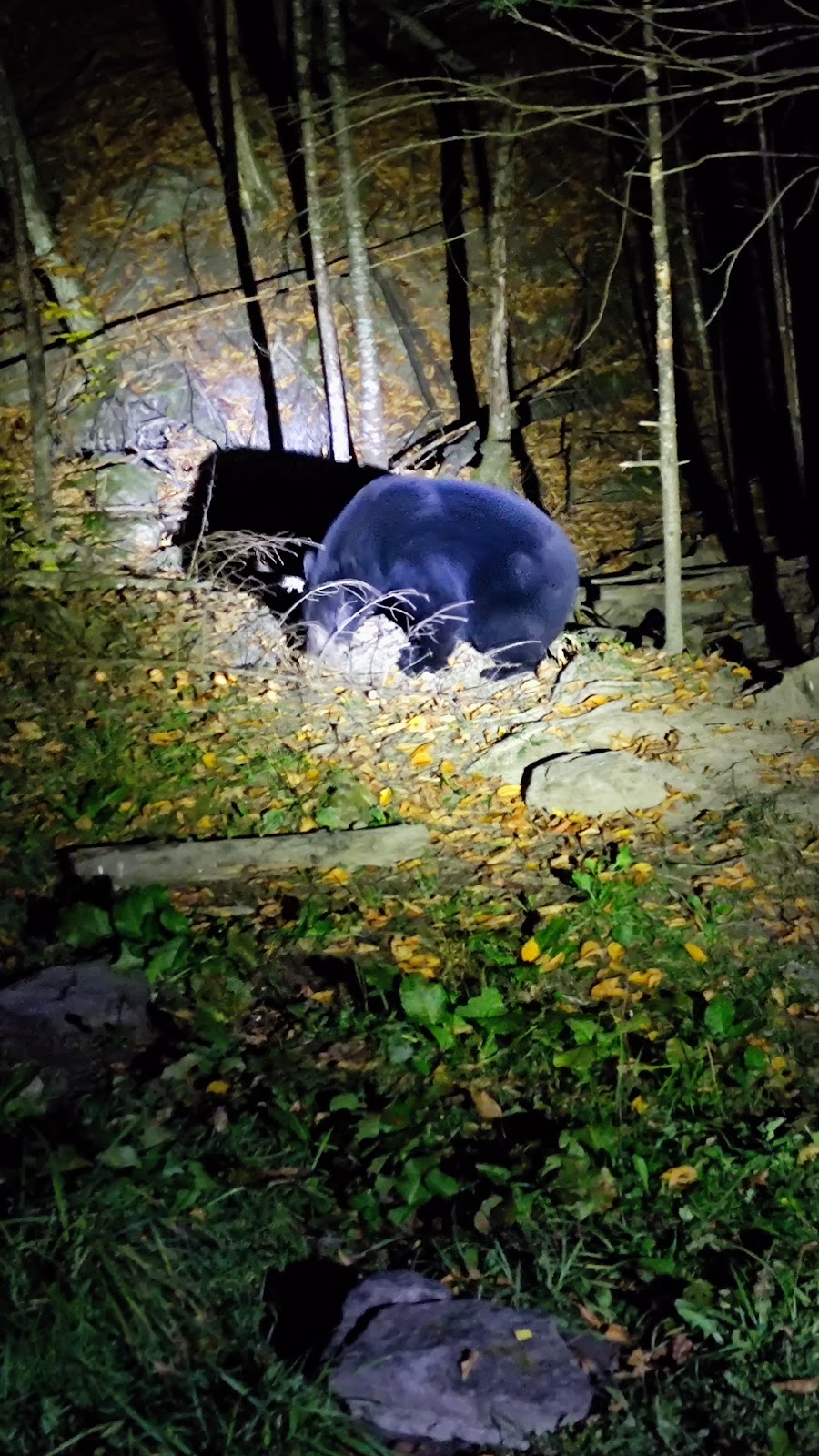 Observation de lours noir | 2369 Chem. de Saint-Jean-des-Piles, Saint-Jean-des-Piles, QC G0X 2V0, Canada | Phone: (819) 538-2112