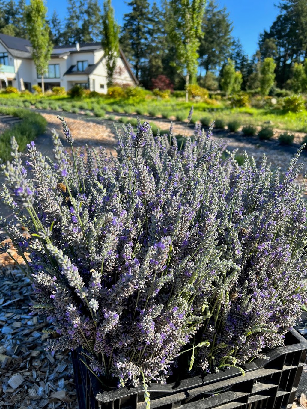 Lavender & Verde | 4671 Pipeline Rd, Victoria, BC V8Z 5M6, Canada | Phone: (250) 740-5308