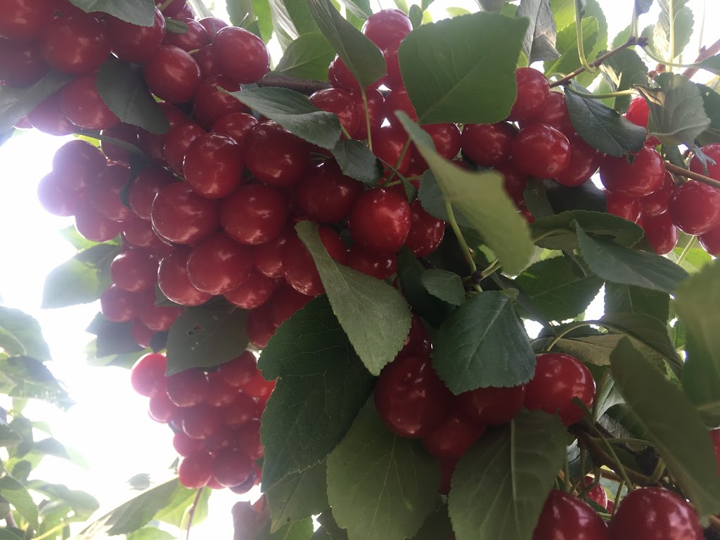 Three Sisters Garden Centre | 3132 Anderson Rd, Fernie, BC V0B 1M1, Canada | Phone: (250) 423-1611