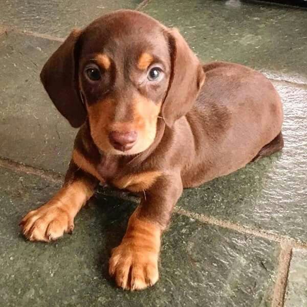 Maria Dachund Puppy Forhome | 5513 Elcho Rd, Wellandport, ON L0R 2J0, Canada | Phone: (416) 242-4378