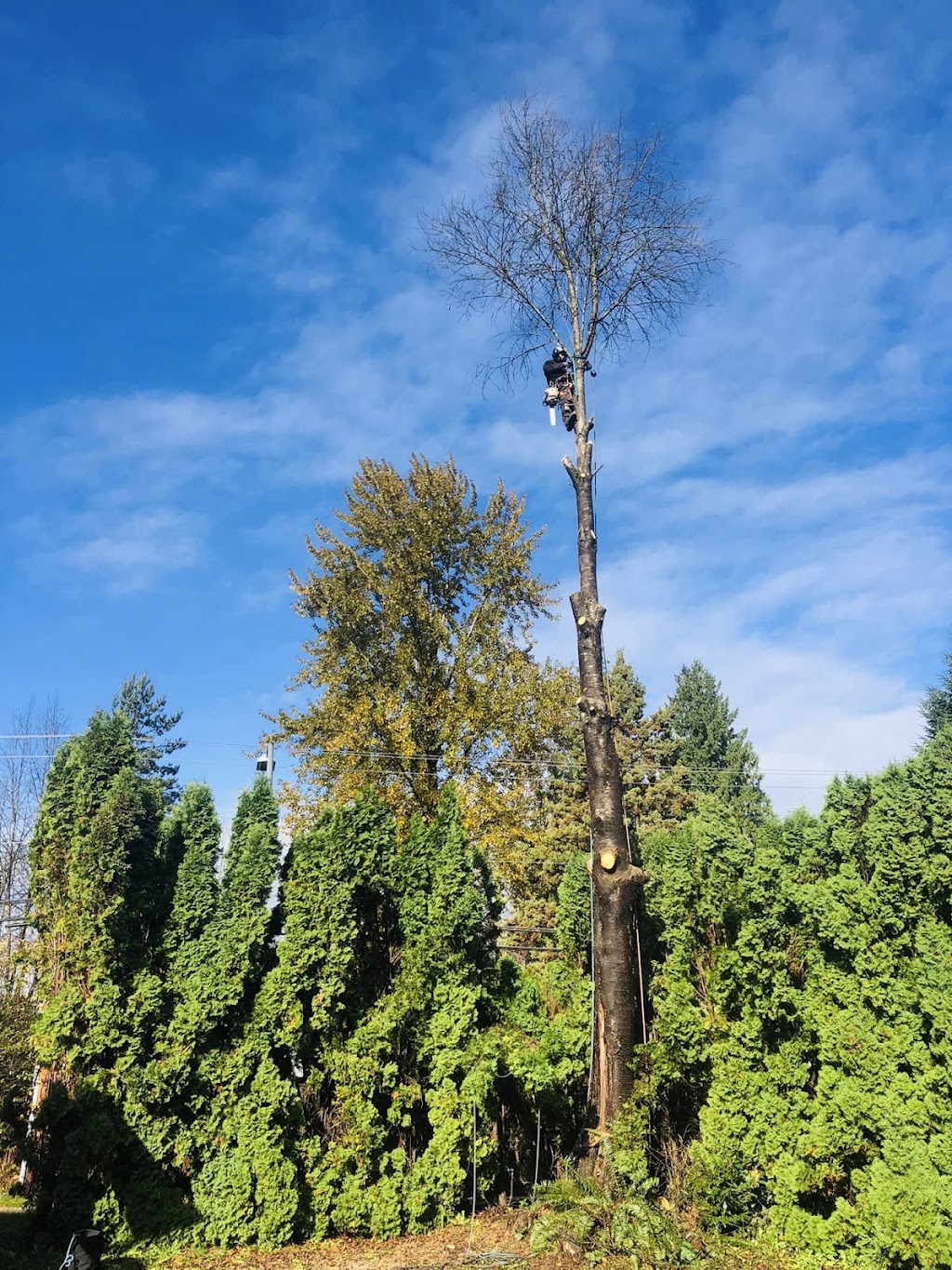Trapp Arborist Services | 7321 Halifax St #1106, Burnaby, BC V5A 4R5, Canada | Phone: (604) 700-9030