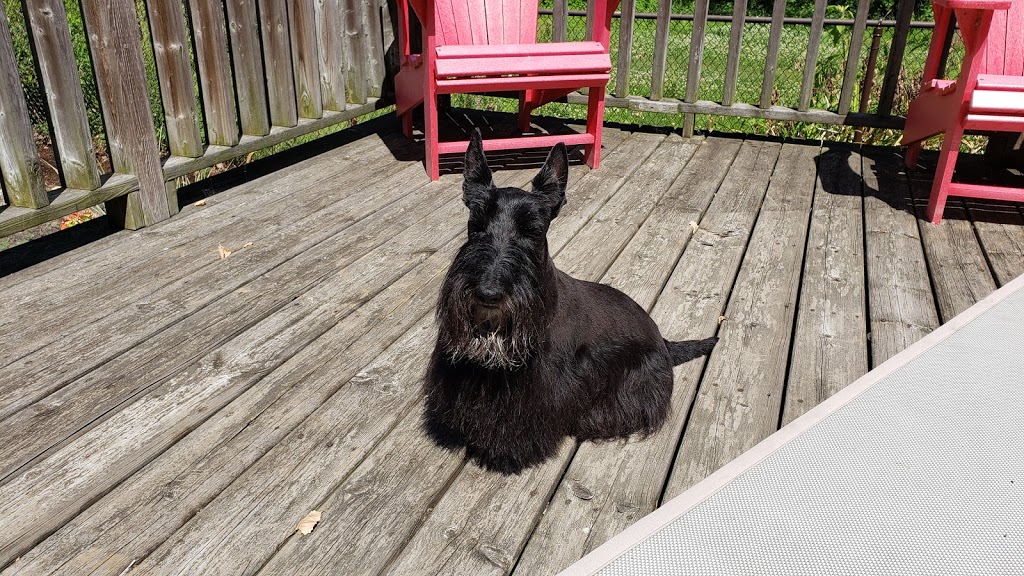 Fancy Feet Pet Styling by Sara | 7-24493 St Clair Rd, Chatham, ON N7M 5J2, Canada | Phone: (519) 401-4960