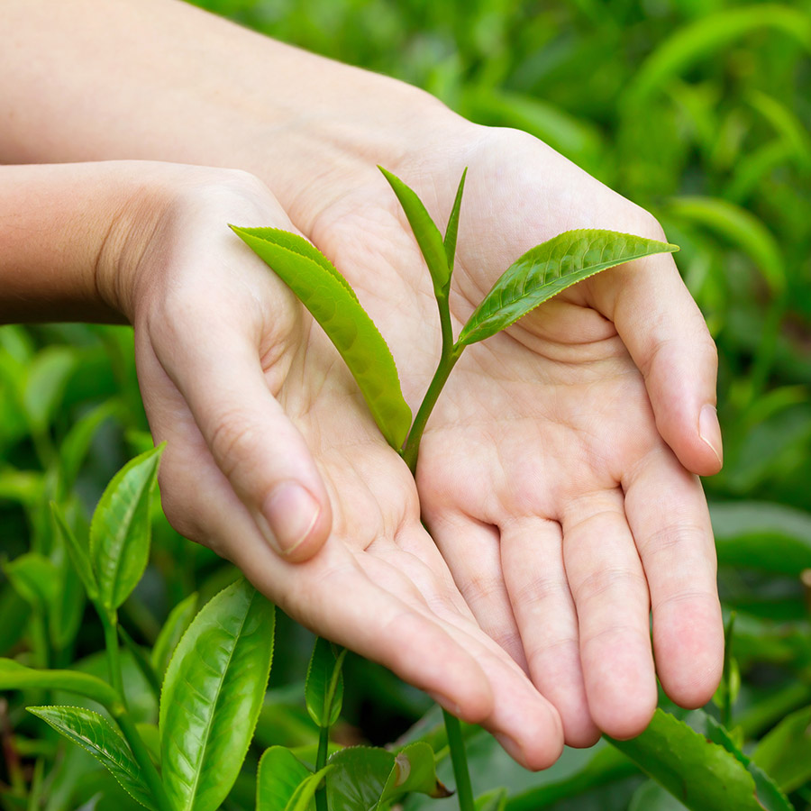 Garden To Cup Organics | 22071 Fraserwood Way, Richmond, BC V6W 1J5, Canada | Phone: (877) 306-0721