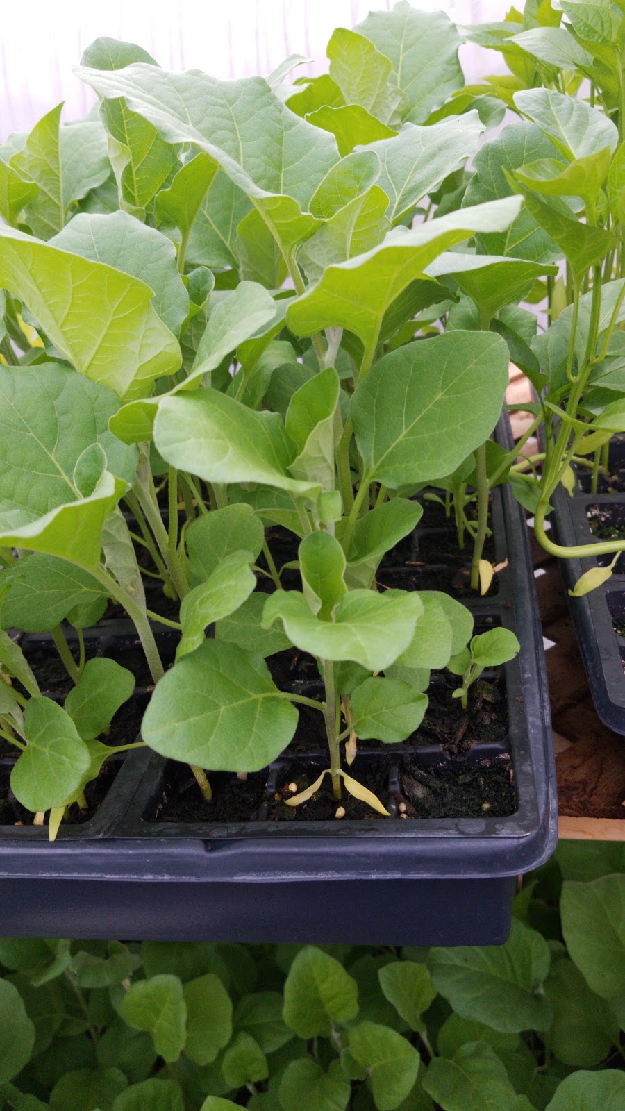 William Dam Seeds | 279 Hamilton, Regional Rd 8, Dundas, ON L9H 5E1, Canada | Phone: (905) 628-6641