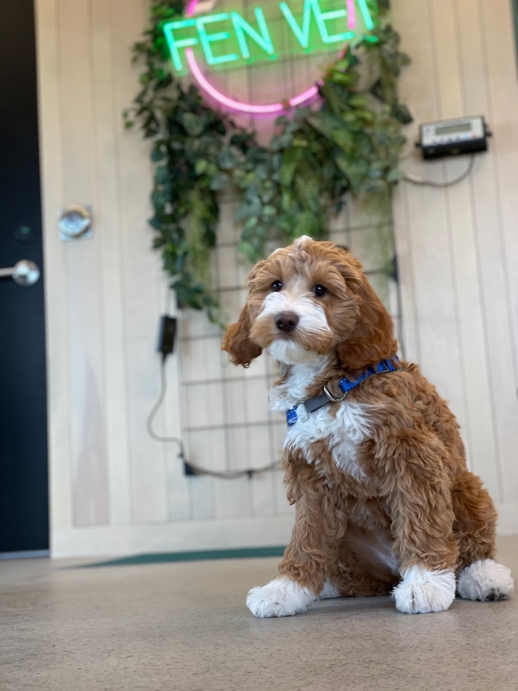 Fen Vet | 2880 Main St SE #1001, Airdrie, AB T4B 3G4, Canada | Phone: (587) 602-4442