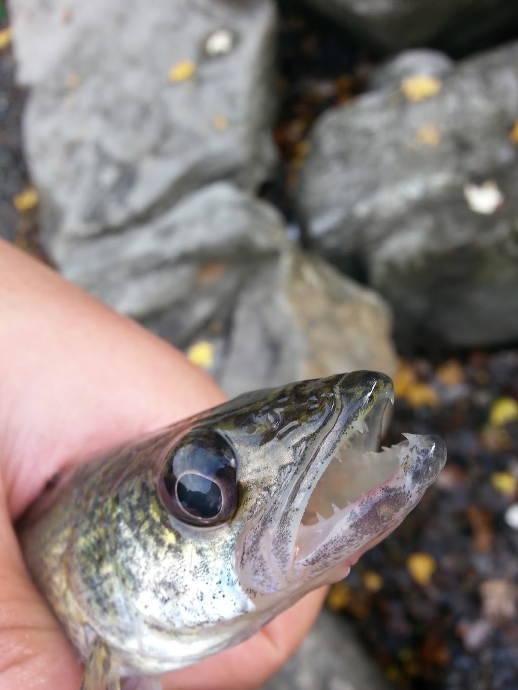 Lachine Bait & Tackle | 833 Bd St Joseph, Lachine, QC H8S 2M2, Canada | Phone: (514) 634-9250