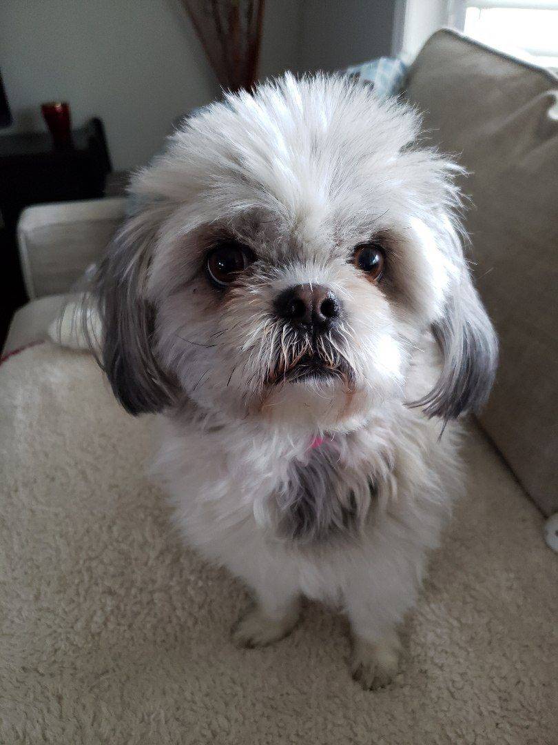Wag N Watch Pet Sitters | Surrey Ln, Burlington, ON L7T 3S7, Canada | Phone: (905) 630-9354