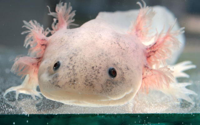 I Axolotl | 35 LILE-PERROT, LÎle-Perrot, QC J7V 9N2, Canada | Phone: (438) 390-4989