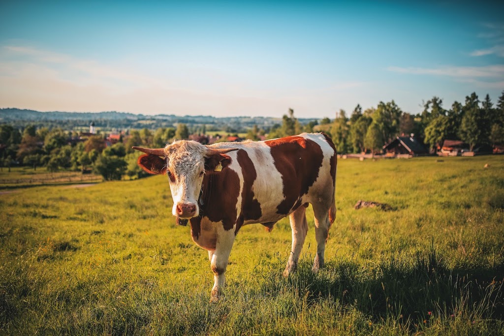 Les Litières J. Trahan | 961 Chemin des Acadiens, Yamachiche, QC G0X 3L0, Canada | Phone: (819) 296-3805