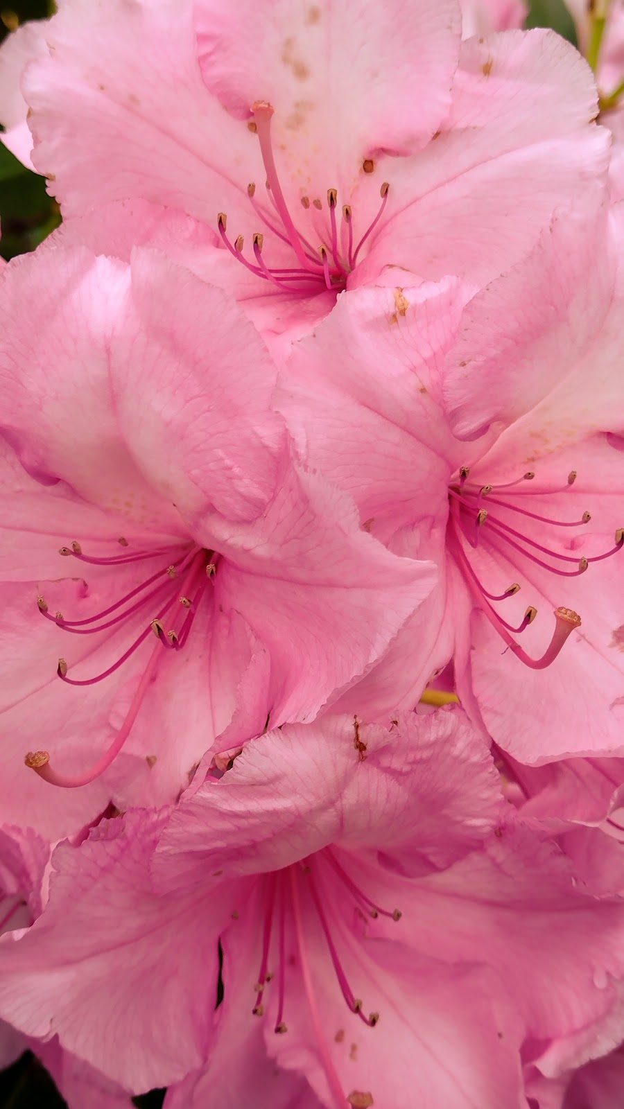 BNN RHODODENDRONS NURSERY | 43204 Honeysuckle Dr, Chilliwack, BC V2R 4A4, Canada | Phone: (604) 795-2354