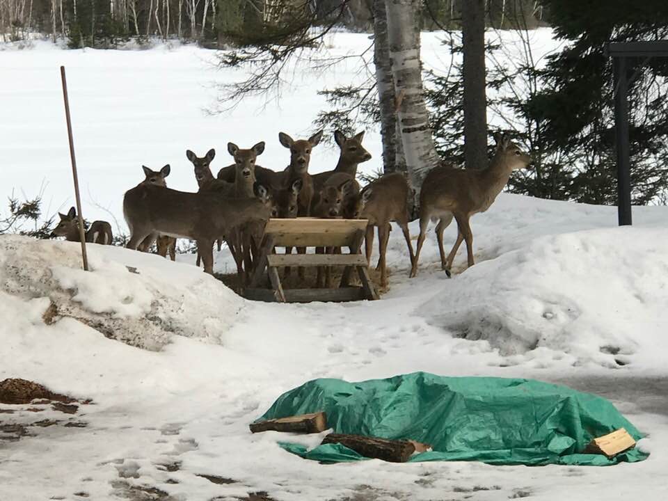 Cooperative association for outdoor sports of Milles-Iles | 10 Chem. des Perches, LAscension, QC J0T 1W0, Canada | Phone: (819) 275-5083