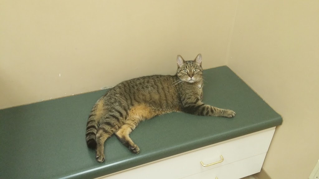 Churchill Meadows Animal Hospital | 5170 Ninth Line, Mississauga, ON L5M 0R5, Canada | Phone: (905) 608-2494