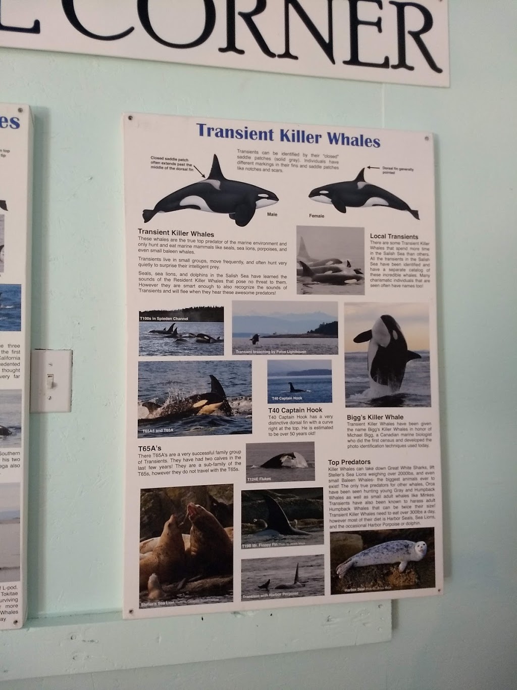 Orcas W.I.L.D. | 414 N Beach Rd, Eastsound, WA 98245, USA | Phone: (360) 376-3411