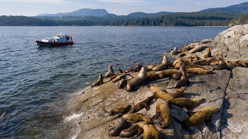 Egmont Adventure Centre | 6719 Maple Rd, Egmont, BC V0N 1N0, Canada | Phone: (778) 280-8619