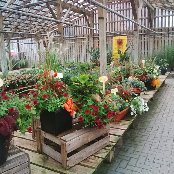 Thuss Greenhouses & Garden Centre | 9185 Townsend Line, Arkona, ON N0M 1B0, Canada | Phone: (519) 828-3338