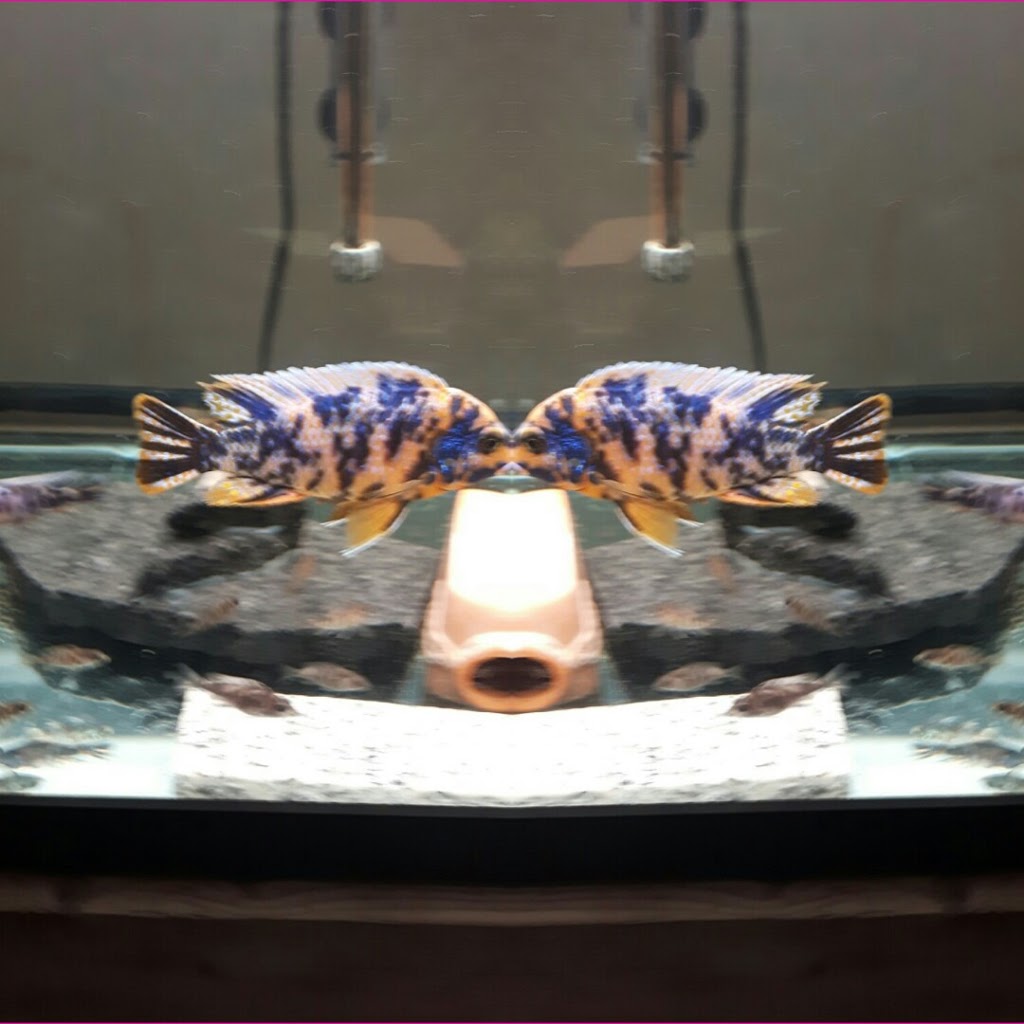 Mohawk Cichlids | Deserontyon Dr, Deseronto, ON K0K 1X0, Canada | Phone: (613) 604-3401