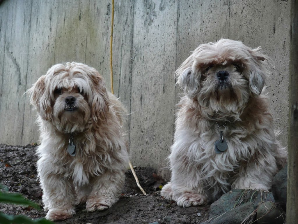 Island Canine Care | 4159 Cowichan Lake Rd, Duncan, BC V9L 6G8, Canada | Phone: (250) 715-8667