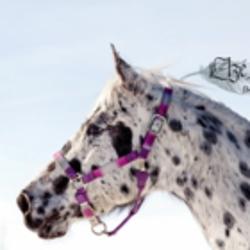 Elzé Photographie | 130 Rue de Mgr Panet, Nicolet, QC J3T 1A0, Canada | Phone: (450) 778-7986