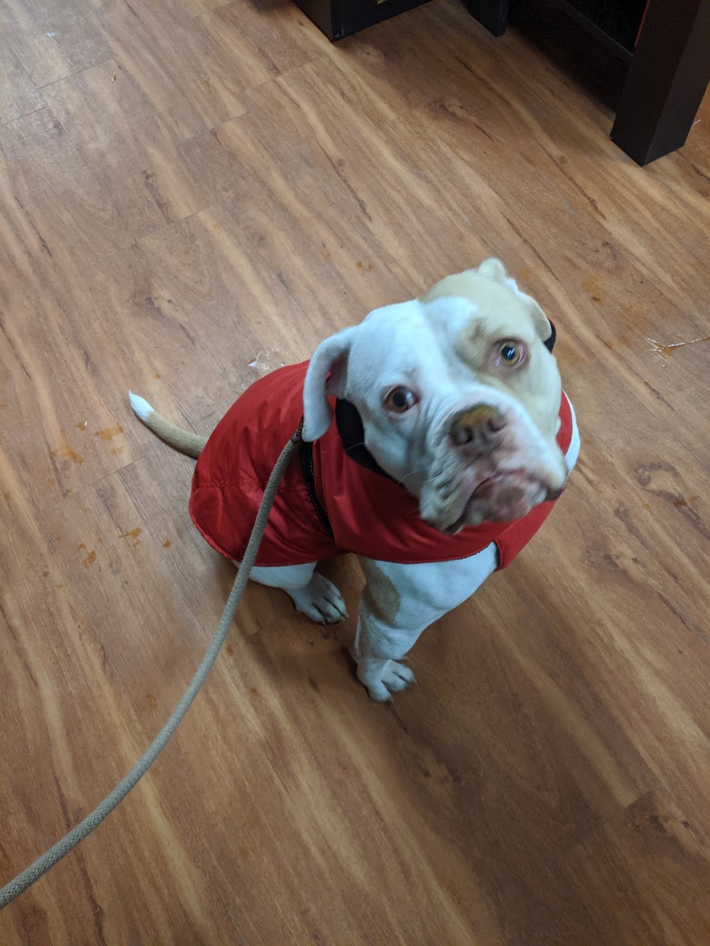 Pet Valu | 165 Wellington St W, Barrie, ON L4N 1L7, Canada | Phone: (705) 726-1721
