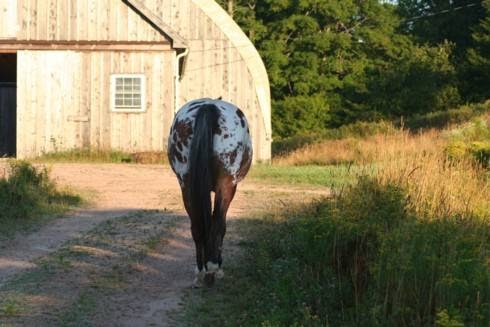 Pine Grove Stable | 957 Pinegrove Rd, Blockhouse, NS B0J 1E0, Canada | Phone: (902) 521-6724