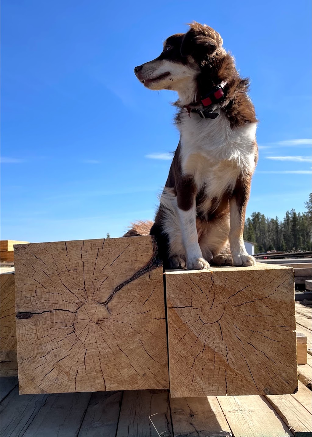 Strachan Forest Products | RR#2 STN.Main, Rocky Mountain House, AB T4T 2A2, Canada | Phone: (403) 844-0649