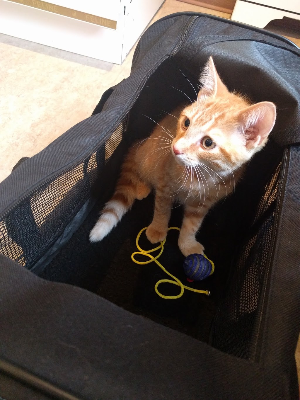 Cambridge Cat Hospital | 34 Blair Rd, Cambridge, ON N1S 2H9, Canada | Phone: (519) 624-2287