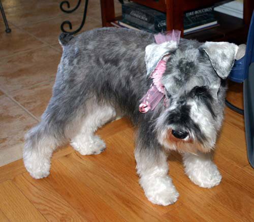Sassytails Dog Grooming | 98 Ebury Crescent, London, ON N6C 3E2, Canada | Phone: (416) 414-6014