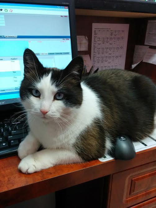 Thomas Glen Erin Animal Hospital | 5636 Glen Erin Dr Unit 9A, Mississauga, ON L5M 6B1, Canada | Phone: (905) 997-3320