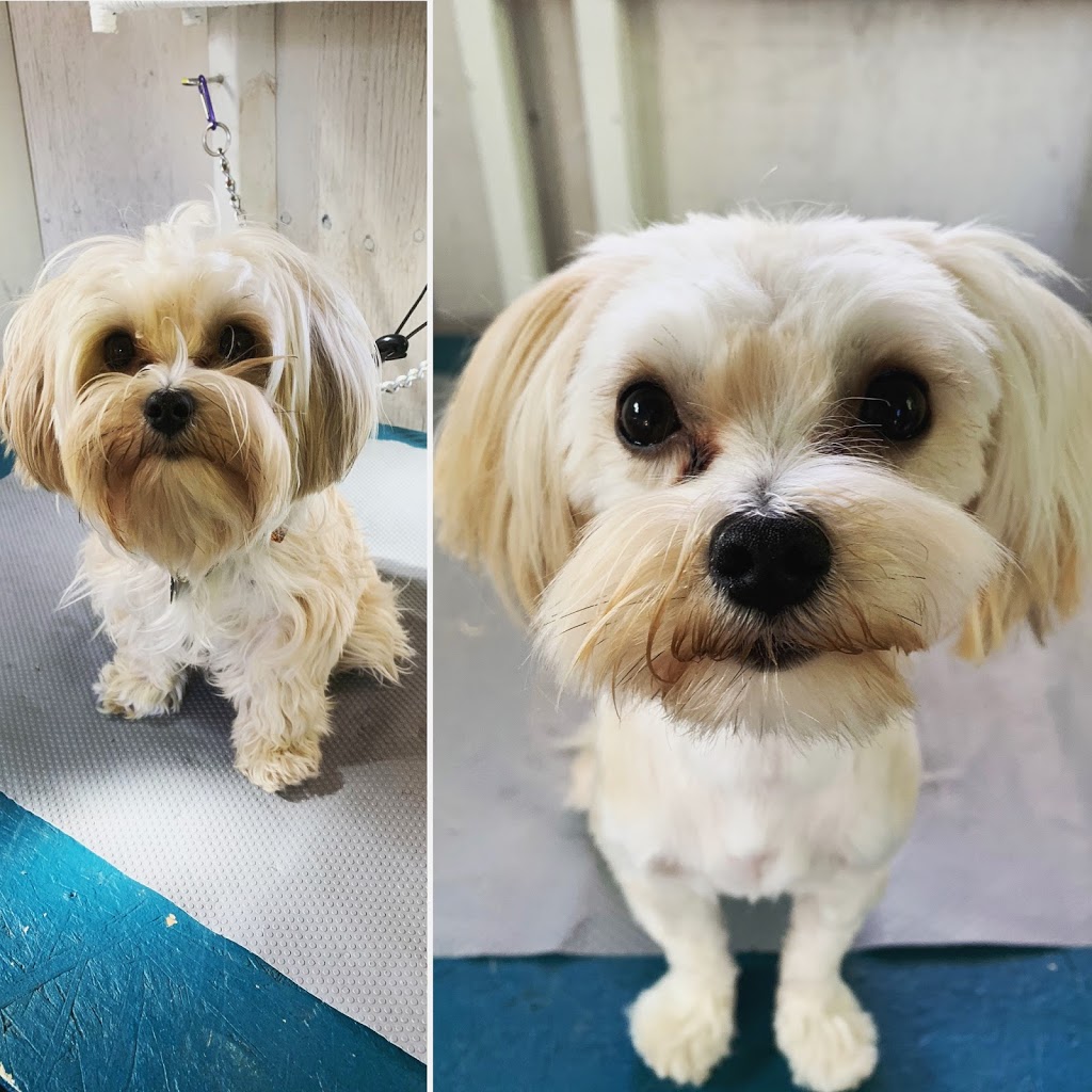 HolliePaws Grooming and Boutique | 4142 Newtonville Rd, Newtonville, ON L0A 1J0, Canada | Phone: (905) 243-6944